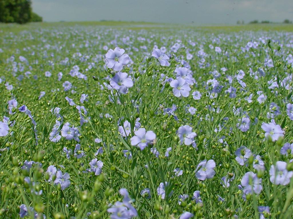 flaxfield