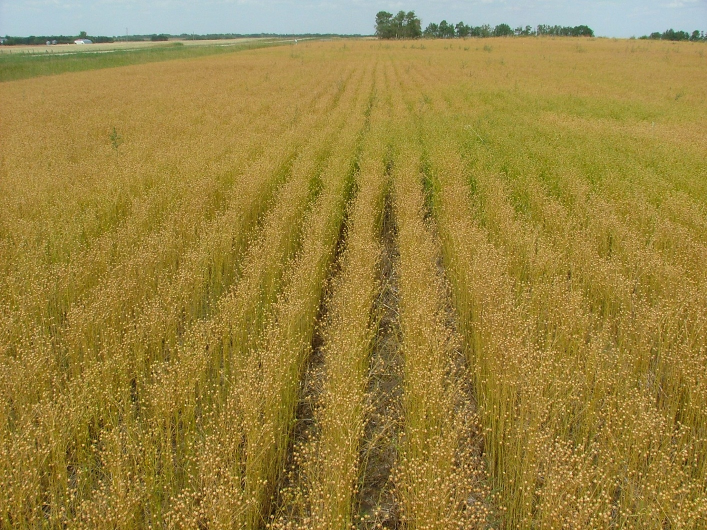 ripe field